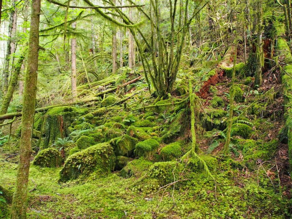 Alcune scene con il gruppo di trapper sono state girate qui, in un luogo chiamato Shovehouse Creek, anche detta Foresta pluviale Squamish.