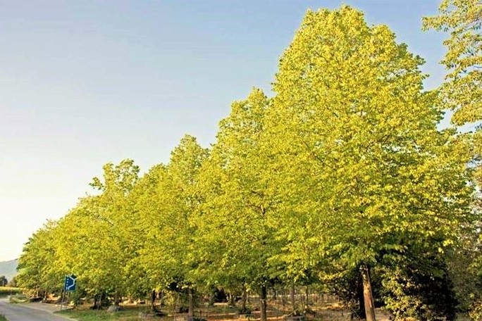 alberi clima