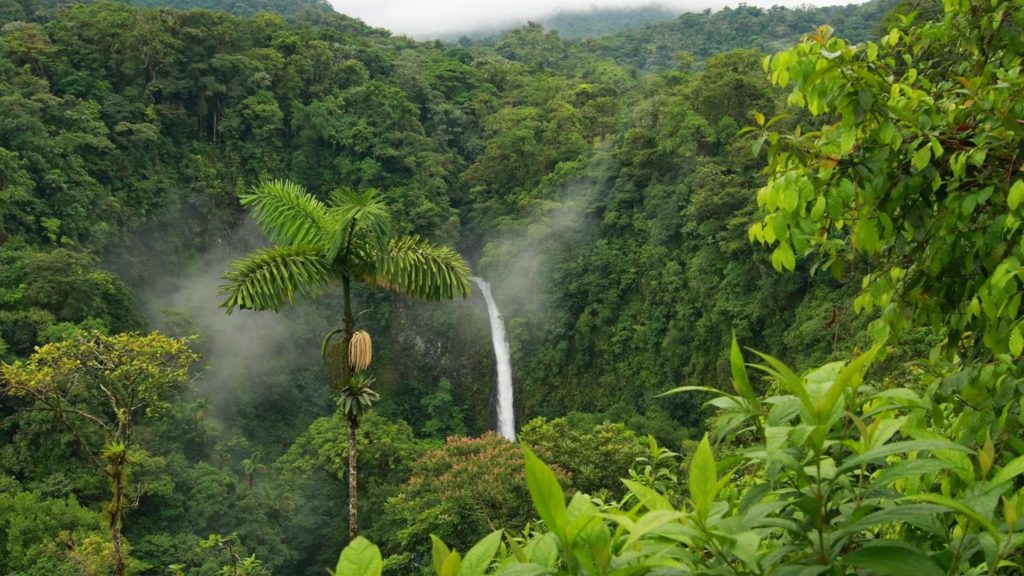 foresta amazzonica-Calipso-Perù