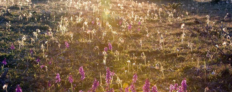orchidee piante tra scienza e mito