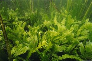 alga verde