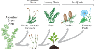 Evoluzione-regno-vegetale
